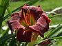 Hemerocallis Urgent Embrace